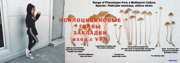 гашик Арсеньев
